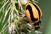 Striped Ladybird (Micraspis frenata)